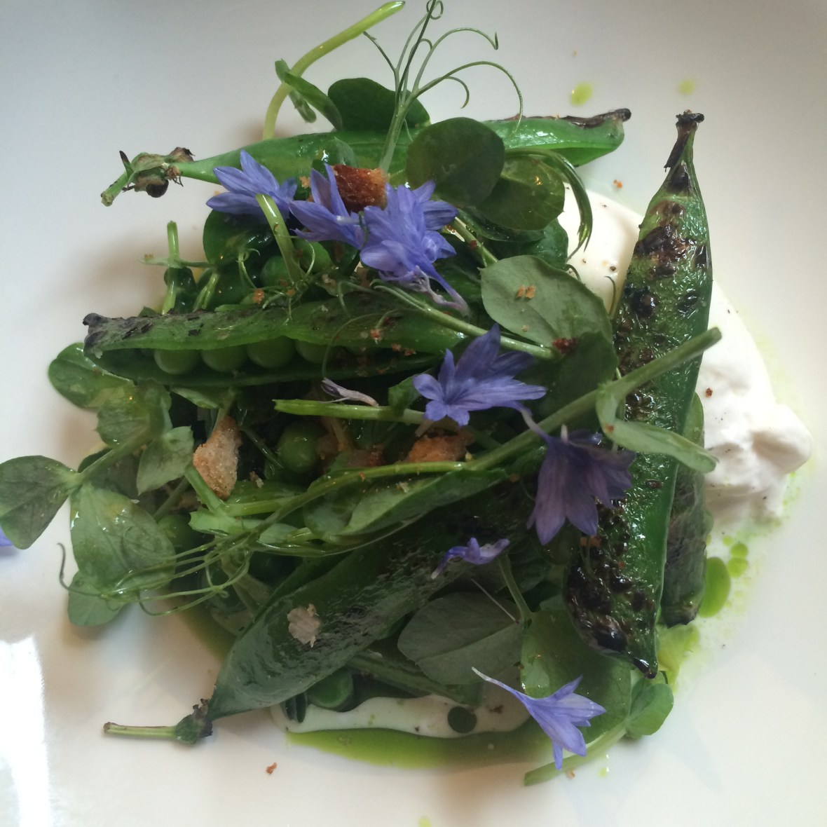 burrata kitty fisher's 3